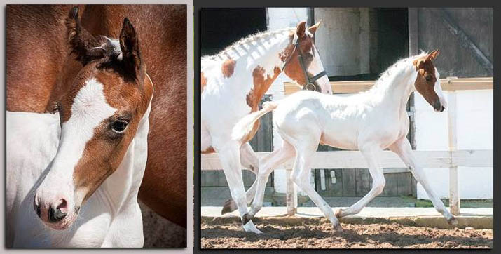 Mochaccino SSH - Tobiano Foal